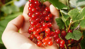 Krzewinski Iskola bogyós bokrok csemeték gyümölcsök ehető wolfberry nagykereskedelem