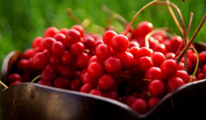 Krzewinski Iskola bogyós bokrok csemeték gyümölcsök ehető wolfberry nagykereskedelem